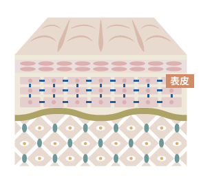 表皮の細胞の図